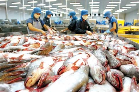 ca tra viet lai bi duong vao my