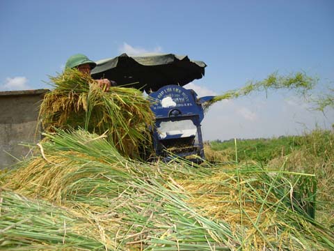 gặt đập