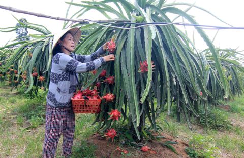 Hoa quả