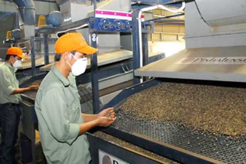 Đắk Lắk phấn đấu đưa sản lượng cà phê chế biến sâu tăng từ 14 đến 15%