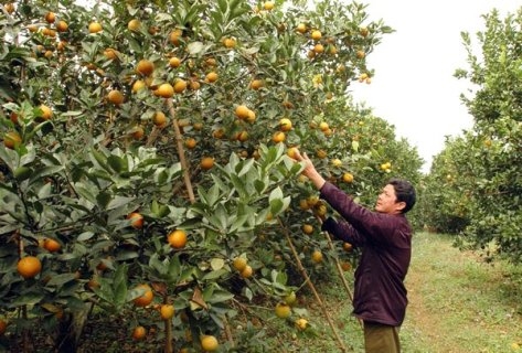 Phân bón Phú Mỹ giúp cây cam Cao Phong tăng 17% năng suất