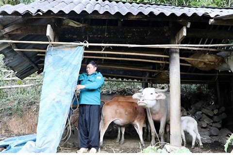 Bắc Bộ duy trì rét đậm rét hại, vùng núi có nơi dưới 8 độ C
