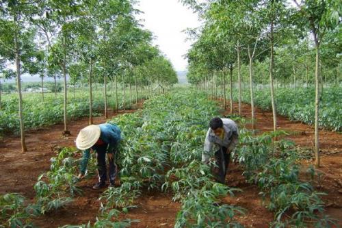 Ninh Thuận: Chi 9,8 tỷ đồng trồng rừng thay thế phục vụ dự án cao tốc Bắc