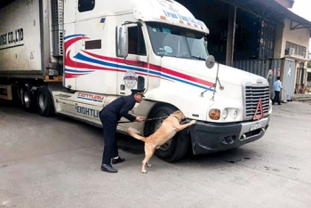 Nâng cao hiệu quả sử dụng chó nghiệp vụ trong phát hiện ma túy