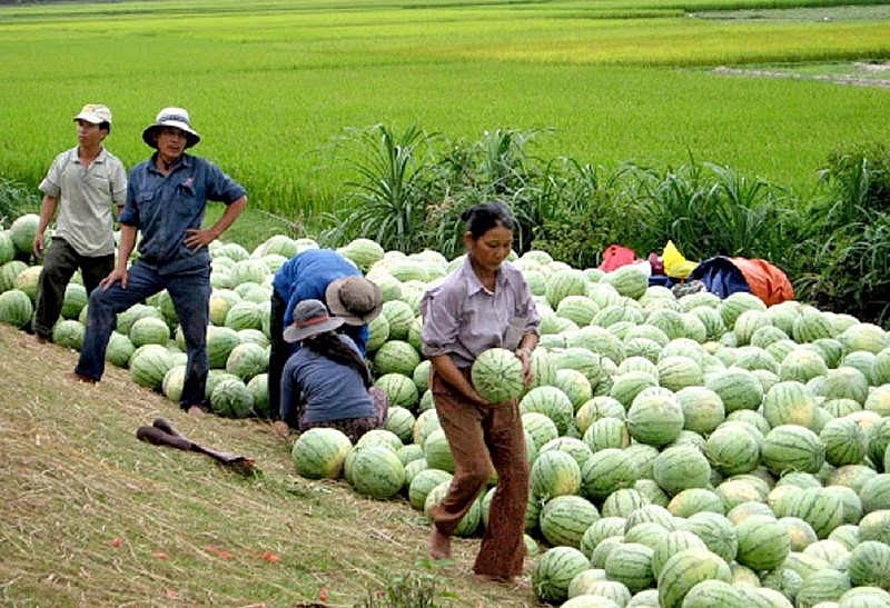 Bộ trưởng Lê Minh Hoan: “Được mùa mất giá” như lời nguyền trong nông nghiệp