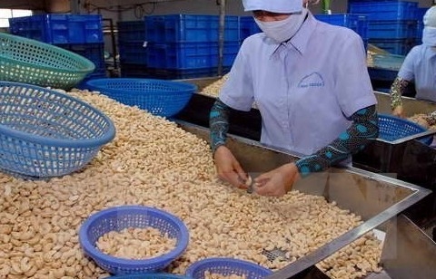 Xuất khẩu hạt điều sang EU tăng hơn 16% so với cùng kỳ