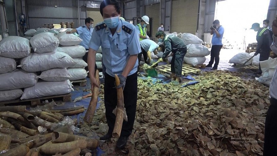 Đà Nẵng: Làm rõ container chứa lượng lớn hàng nghi ngà voi, vảy tê tê châu Phi nhập lậu