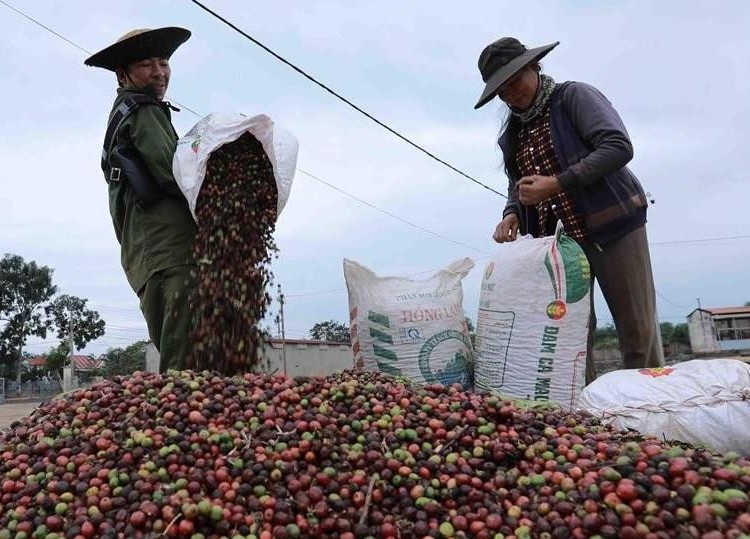 Tận dụng cơ hội từ hiệp định thương mại để đẩy mạnh xuất khẩu cà phê Việt sang Anh