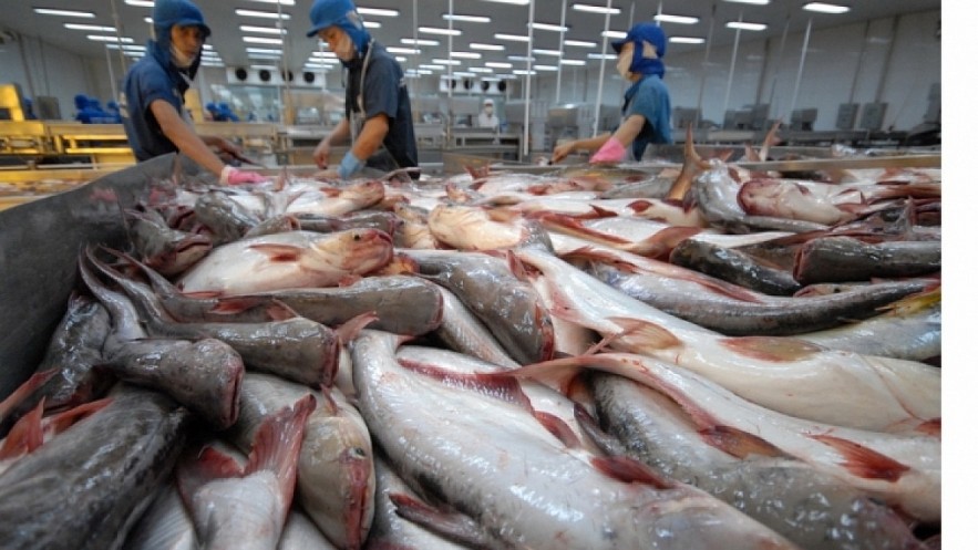 Canada- nhà nhập khẩu cá tra lớn thứ 2 của Việt Nam trong khối CPTPP