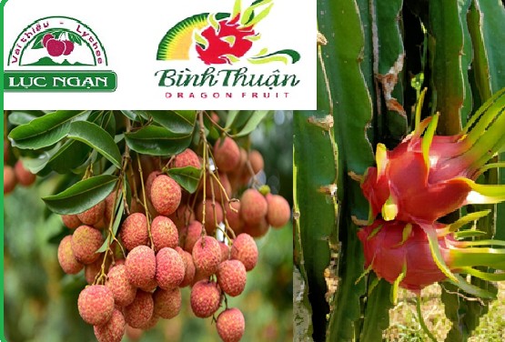Đẩy mạnh bảo hộ nhãn hiệu, chỉ dẫn địa lý các sản phẩm xuất khẩu của Việt Nam
