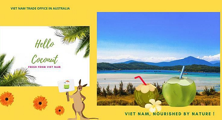 Dừa sáp Trà Vinh chính thức được tiêu thụ tại Úc với giá 600.000 đồng/quả