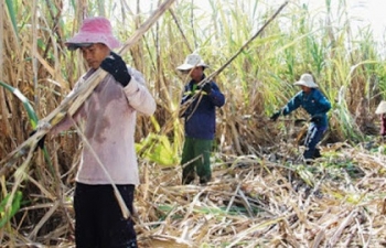 Gia hạn điều tra chống lẩn tránh phòng vệ thương mại với đường mía nhập khẩu vào Việt Nam