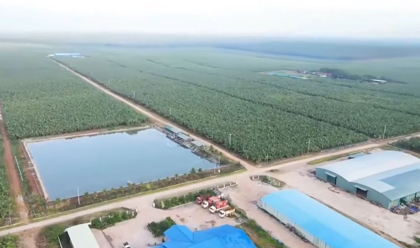 HAGL unveils 20,000ha regional coffee expansion plan HAGL unveils 20,000-hectare regional coffee expansion plan