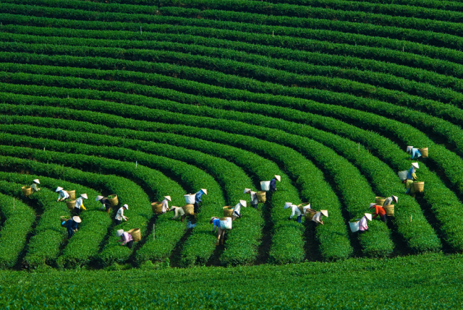 South Korean enterprises show interest in developing green agriculture in Vietnam