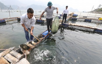 Mua, bán nông sản, thủy sản bằng bảng kê: Hiểu đúng để tránh rủi ro về thuế