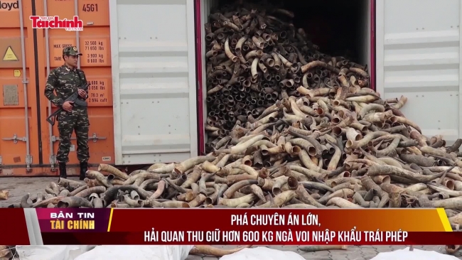 Phá chuyên án lớn, hải quan thu giữ hơn 600 kg ngà voi nhập khẩu trái phép